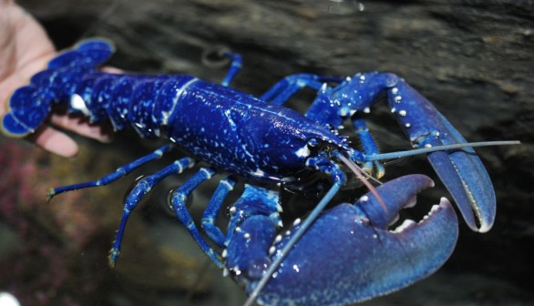 Rare Blue Lobster