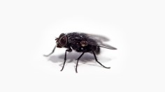 Black Fly