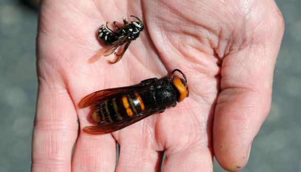 US-SCIENCE-ASIAN HORNETS