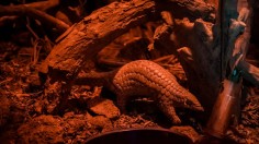 Wildlife Conservationists Save The Pangolins From Illegal Trade In Vietnam