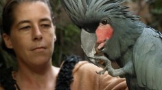 Woman holding a rare Palm Cockatoo 