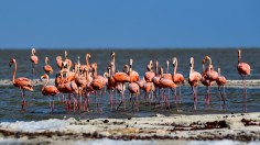 Flamingos