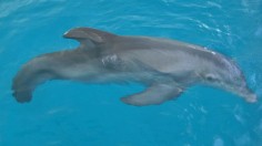 Winter the Dolphin