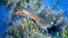 Clapper Rail