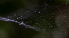 MEXICO-SPIDER-FEATURE