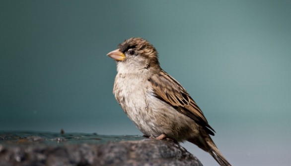 House Sparrow 