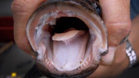 Teeth of a fish