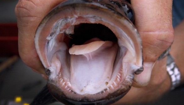 Teeth of a fish