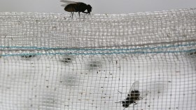 House-Flies Bred For Medicinal Purposes