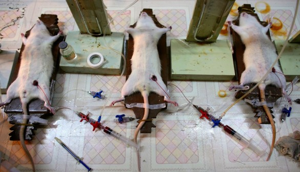 Doctors Carry Out Experiment On Rats In A Hospital Laboratory