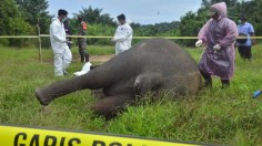 Dead Sumatran Elephant 