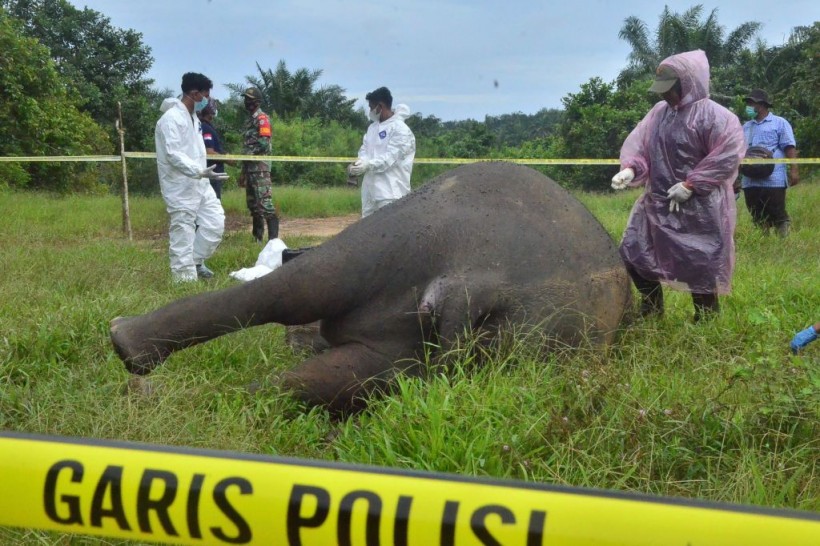 Dead Sumatran Elephant 