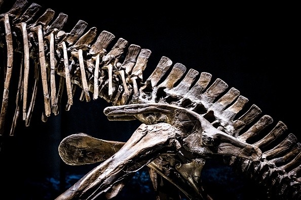 Dinosaur skeleton 