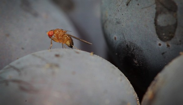 A spotted-wing drosophila fly sitting on a grape