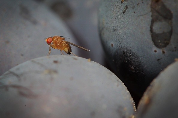 A spotted-wing drosophila fly sitting on a grape