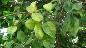 citrus tree