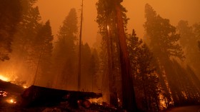 Windy Fire blazes through the Long Meadow Grove of giant sequoia trees 