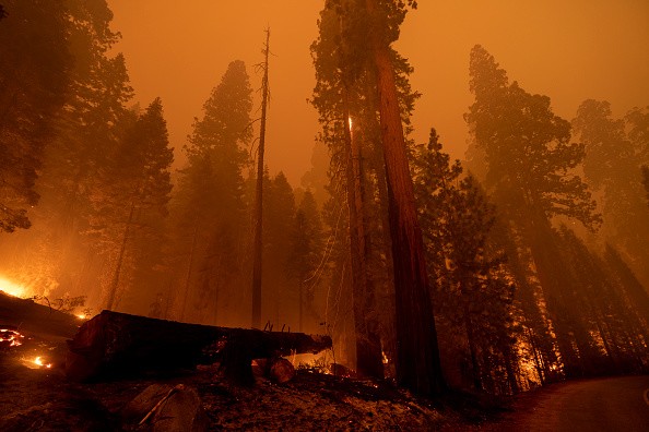 Windy Fire blazes through the Long Meadow Grove of giant sequoia trees 