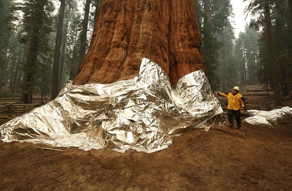  General Sherman wrapped with foil because of the fire