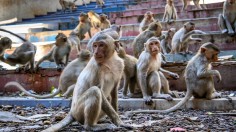 Longtail macaques 