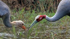 Sarus Crane