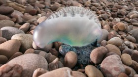 Storm Ophelia Washes Up Portuguese Man o' War Jellyfish On The Shore At Sidmouth