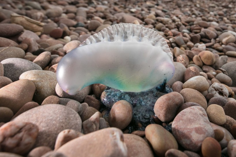 Storm Ophelia Washes Up Portuguese Man o' War Jellyfish On The Shore At Sidmouth