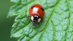 Ladybird