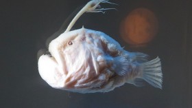 Atlantic Footballfish (Anglerfish)