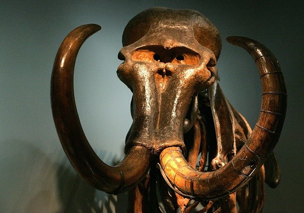 The head and tusks of a Mammoth displayed at a Museum 