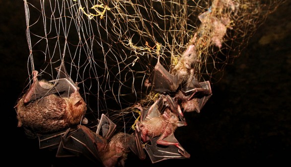 Bats Consumed For Good Health In Indonesia