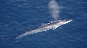 Fin Whale