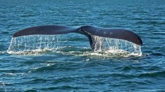 Fin Whale