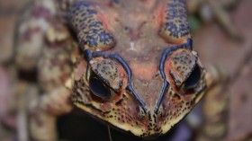 Asian common toad 