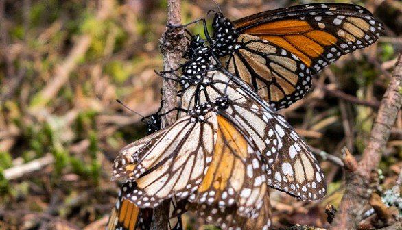 Monarch butterflies