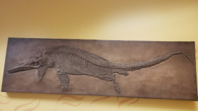Ichthyosaur fossil