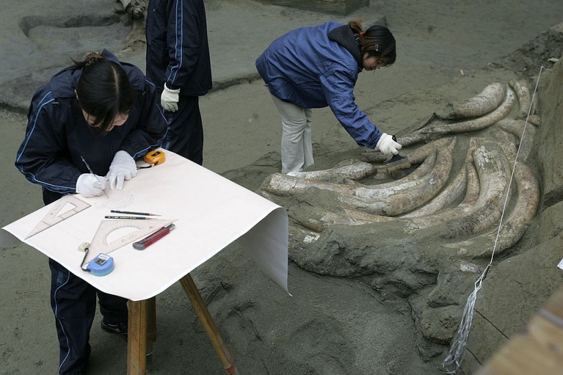 Workers Excavate Relics At Jinsha Relic Site