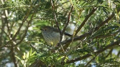 Brown Thornbill