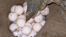 turtle eggs