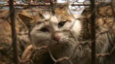 Rescued Stray Cats Wait To Be Adopted