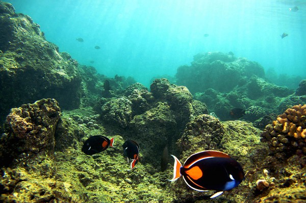 Coral Reefs In Danger