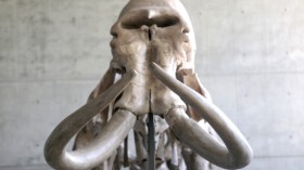 Skeleton of a mammoth