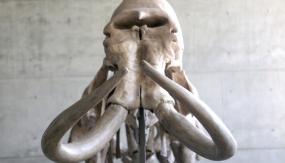 Skeleton of a mammoth