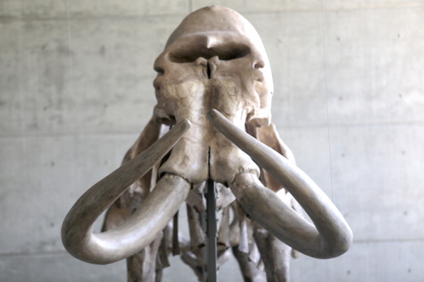 Skeleton of a mammoth