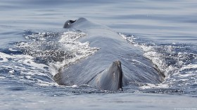 sperm whale blow hole