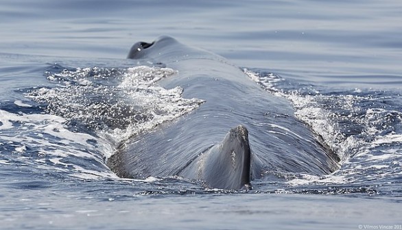 sperm whale blow hole