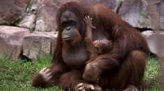 Orangutan