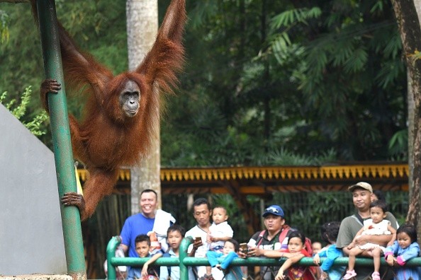 Visitors watching an orangutan