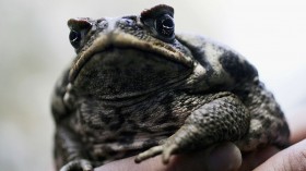 Cane Toads Blamed For Crocodile Deaths