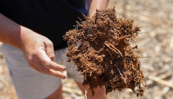 fungal growth on a slightly decomposed maize stalk